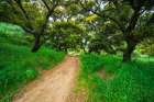 Woman hiking through coast live oaks in Harmon Canyon Preserve, Ventura, California, USA. Art Print